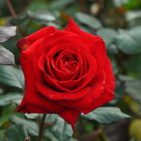 明日は美容DAY✨ 聖夜-せいや-の投稿画像