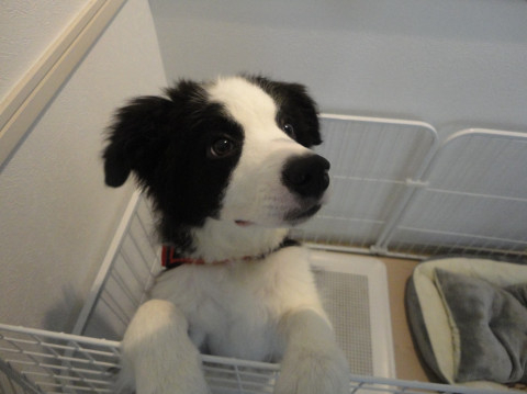 犬好き？猫好き？？ 聖夜-せいや-の投稿画像